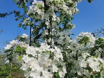 내일 지구의 종말이 올지라도 오늘 나는 한 그루 사과나무를 심는다 명언 해설_17