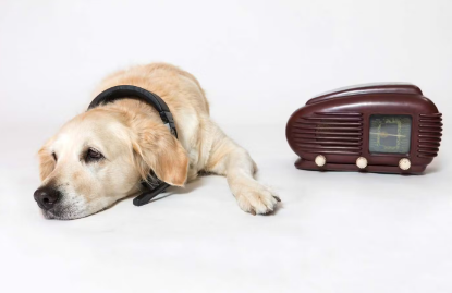 늙은 개에게 라디오