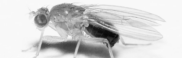 초파리 없애는 방법: 사전 예방
