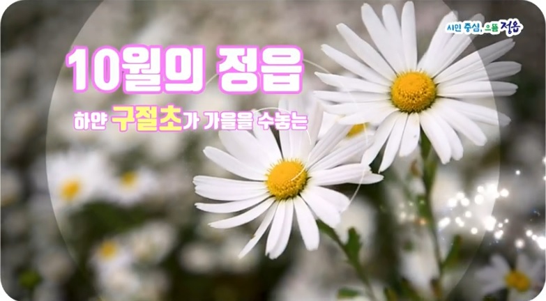 정읍 구절초꽃축제