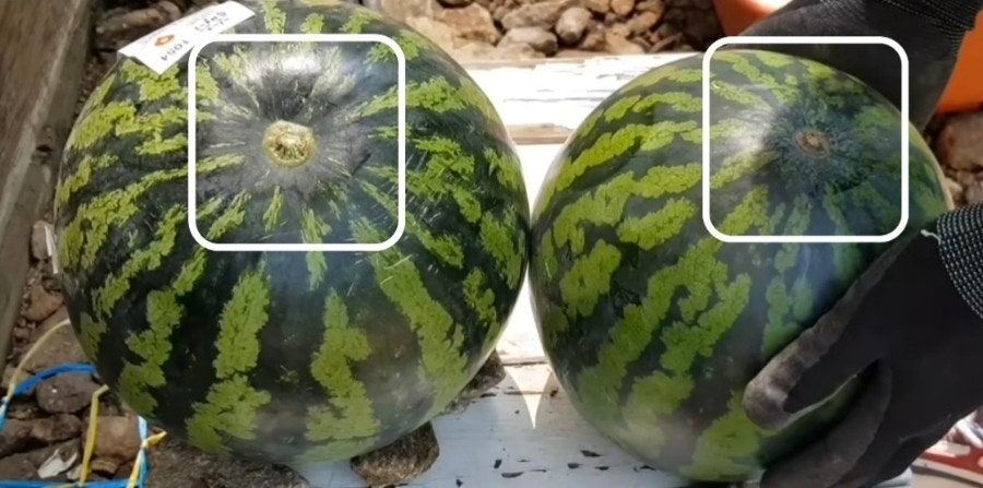 수박-꼭지확인