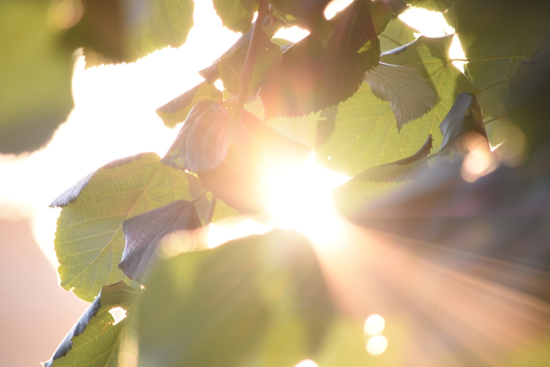 Sunlight