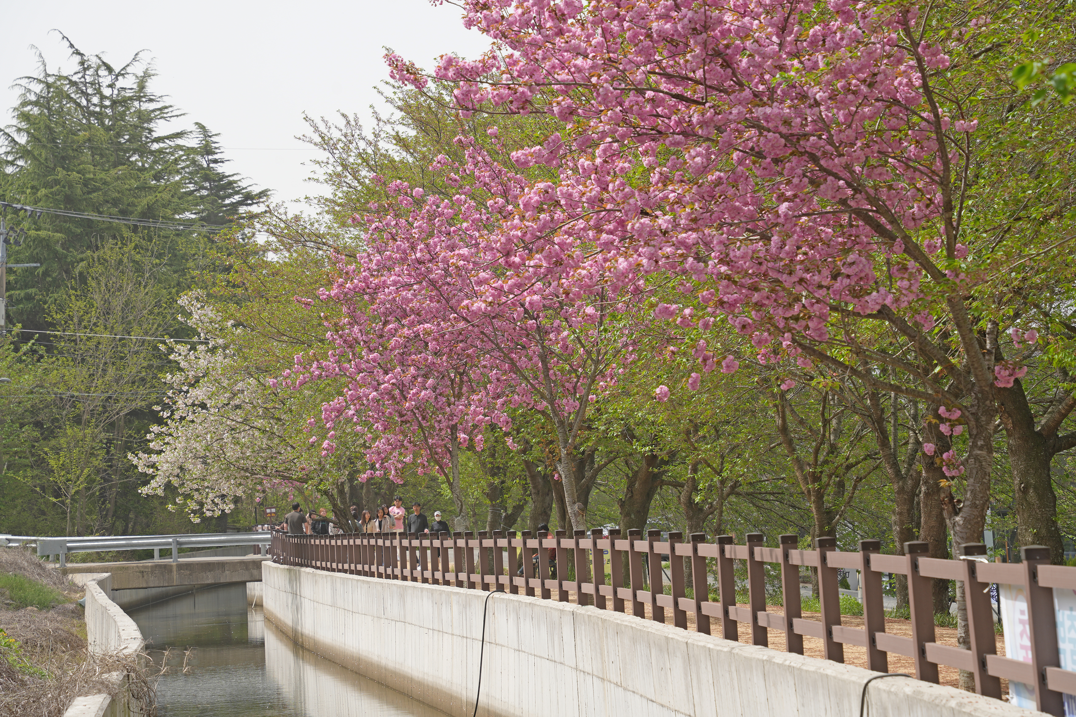 선덕여왕길 관련사진 2