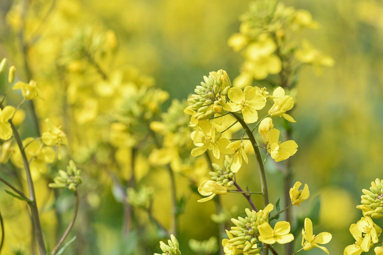 제주도 휴애리 동백꽃 유채꽃 축제 명소 체험