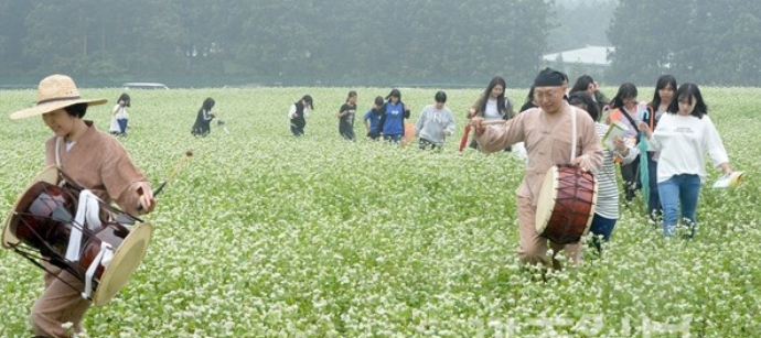 제주 보롬왓 메밀축제 이미지