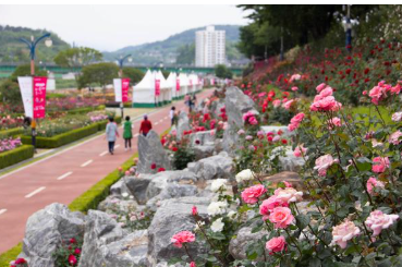 삼척 장미축제 일정