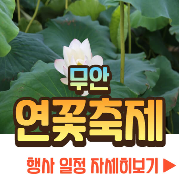 무안 연꽃축제 자세히 보기