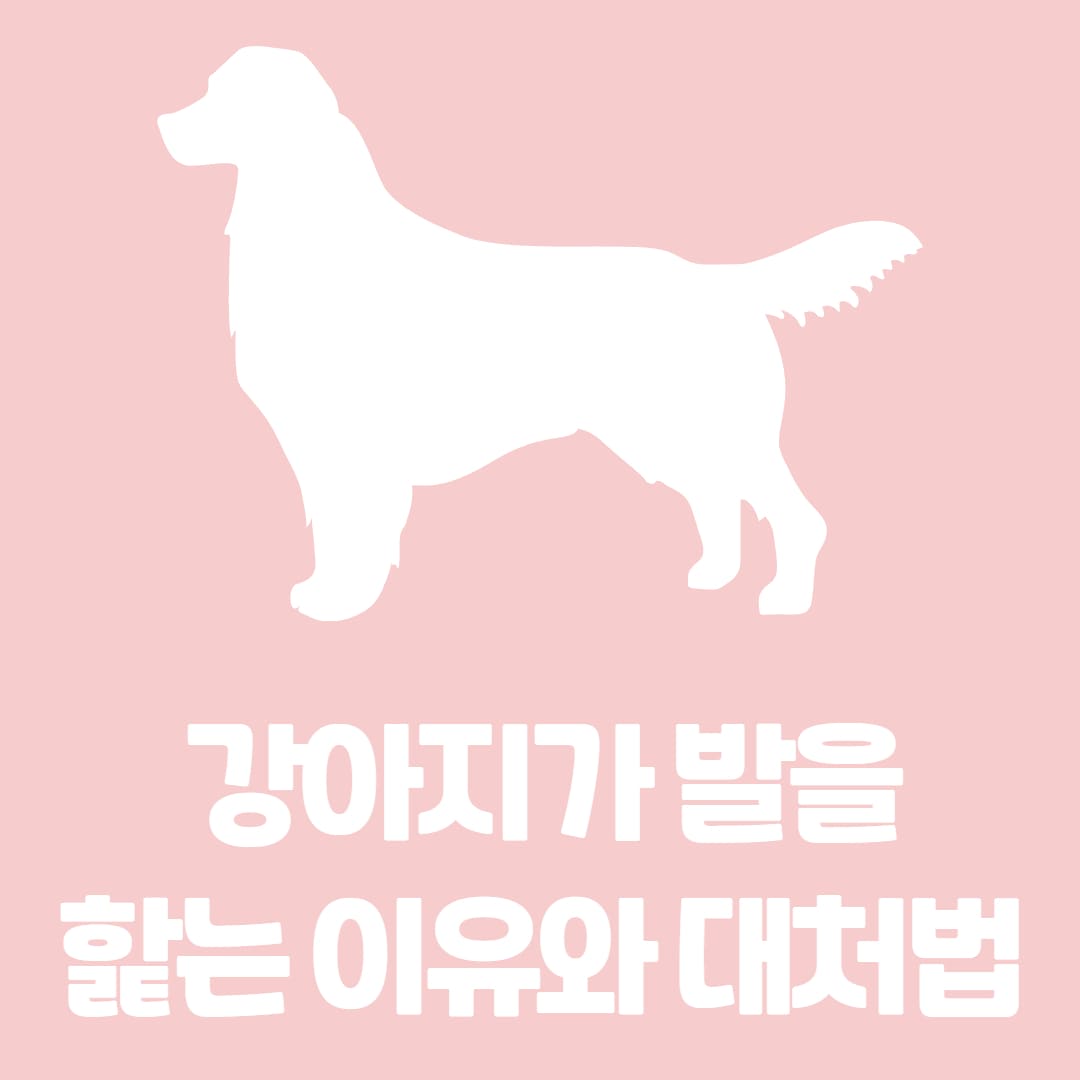 강아지가 얼굴이나 발을 자꾸 핥는 이유와 대처법