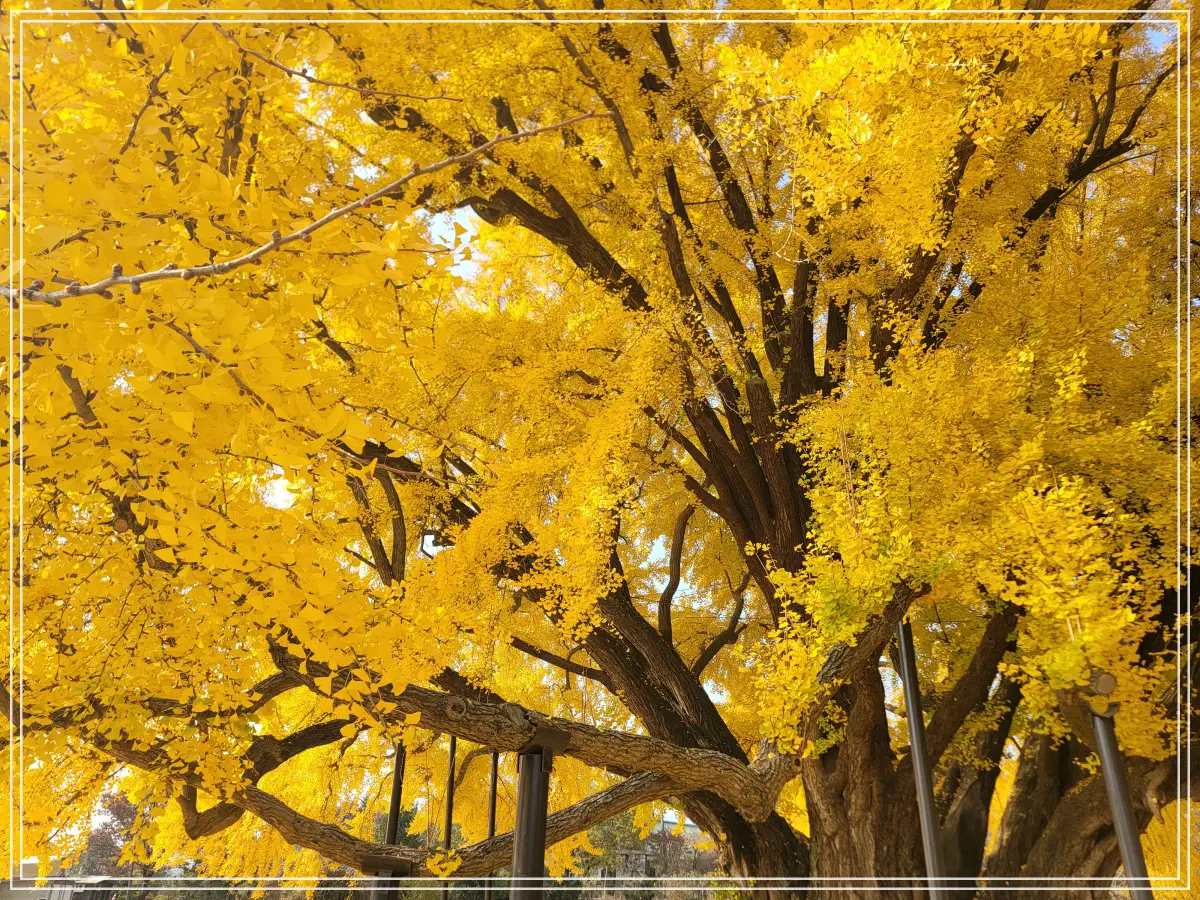 반계리-은행나무-북쪽-내부-위