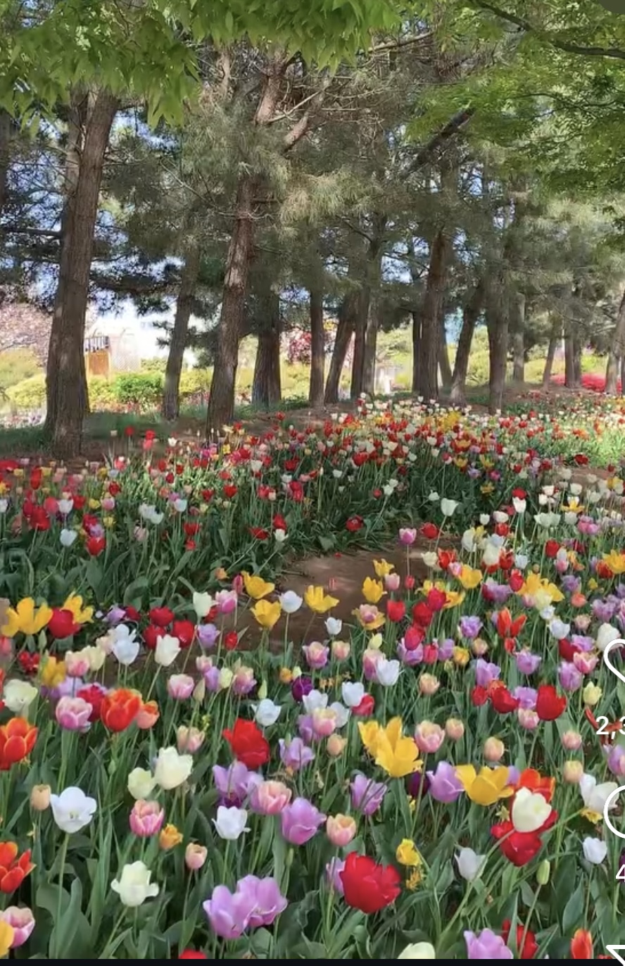 2025 전국 장미축제 총정리 관련사진