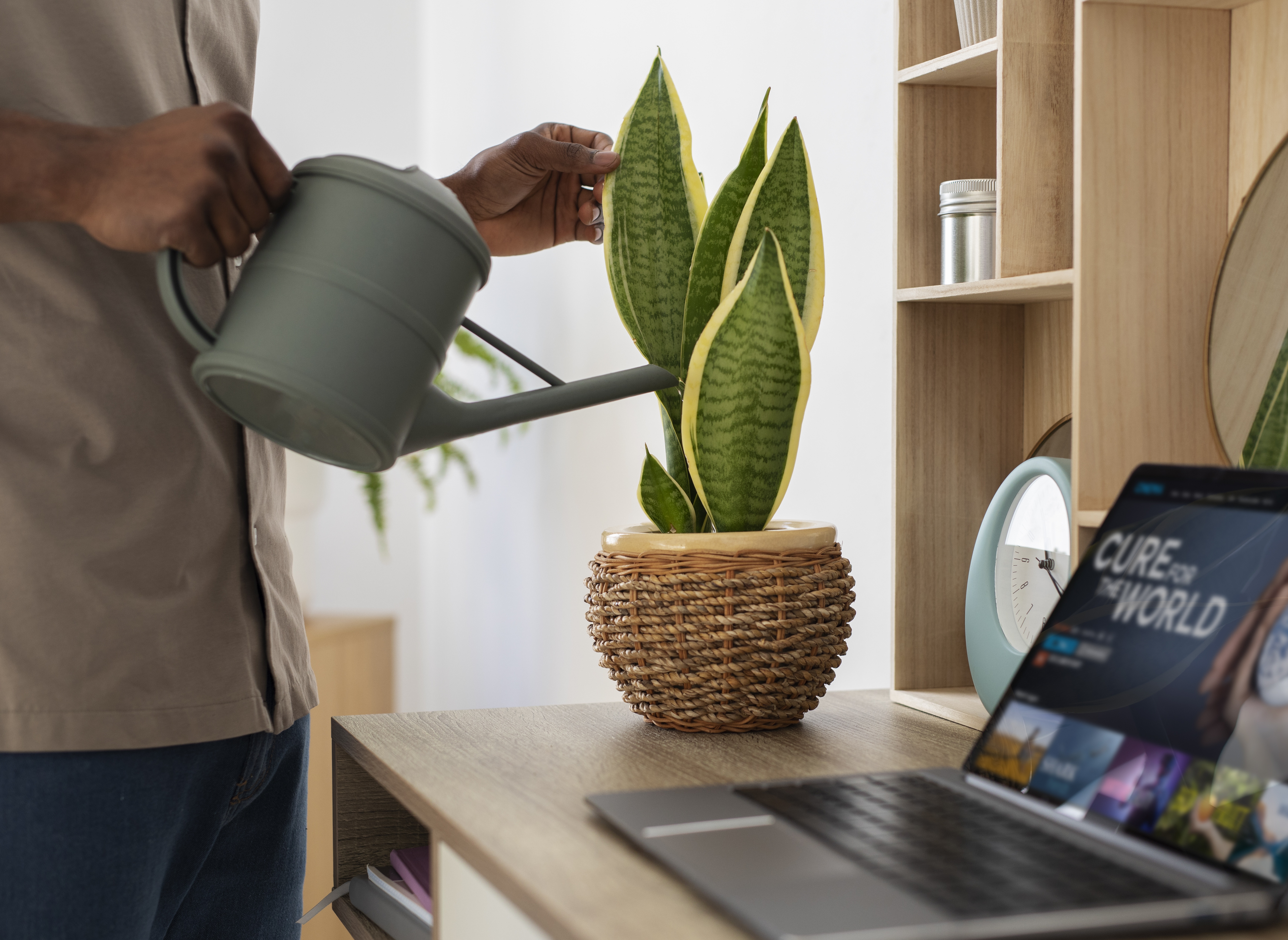 1인 가구의 반려식물 키우기 (물주기, 광량, 분갈이)