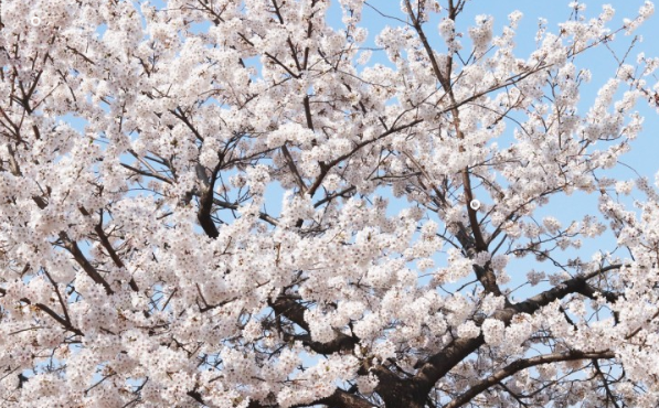 2024 여의도 벚꽃축제