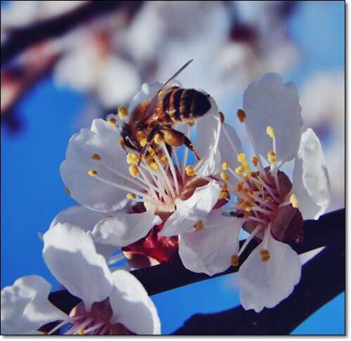꽃과 벌꿀