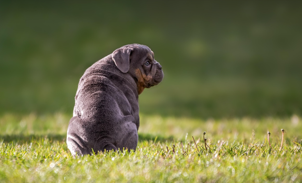 강아지 장 건강과 면역력의 밀접한 관계