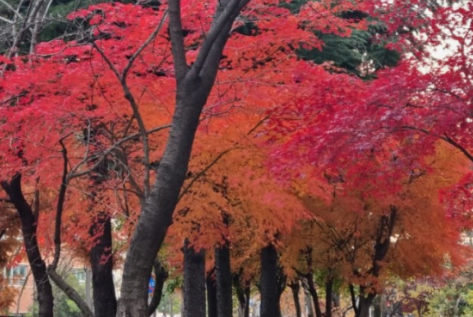 2024 유명한 산 단풍 시기