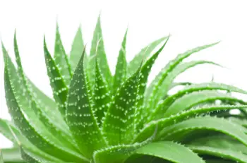 알로에 효능 및 영양성분&amp;#44; 주의점