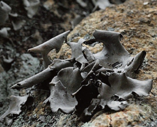 한국의 떡 종류 석이편-석이버섯