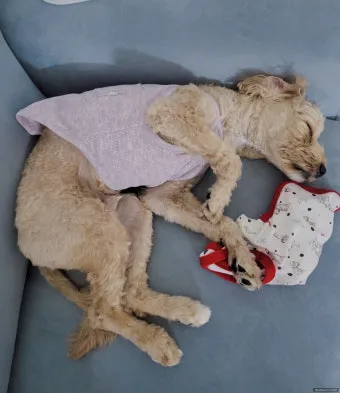 강아지 복막염 원인과 치료 방법_9