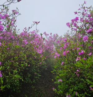 산청 황매산 철쭉축제