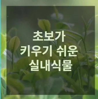 실내식물 초보 체크리스트 물주기 빛 습도 분갈이 한눈에 정리_46