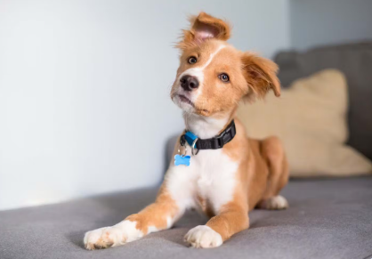 개가 고개를 갸우뚱거리다.