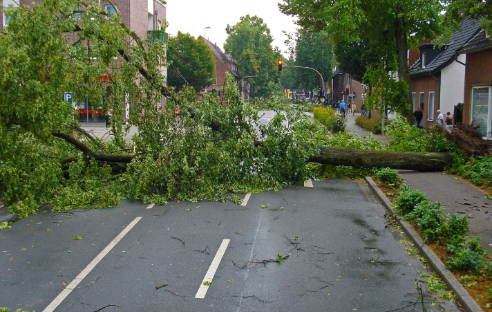 a big fallen tree in the middle of the street