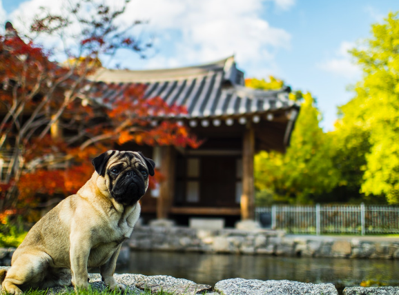 애견동반 자연휴양림