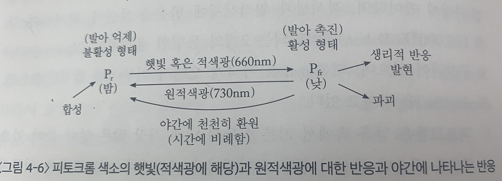 출처 : 수목생리학 (이경준 지음)