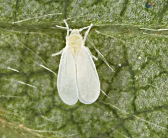 병해충 천적 활용 무당벌레 기생벌 끈끈이트랩 친환경 방제_23