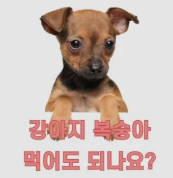 강아지 천도복숭아 먹어도 될까 안전한 급여 방법_10