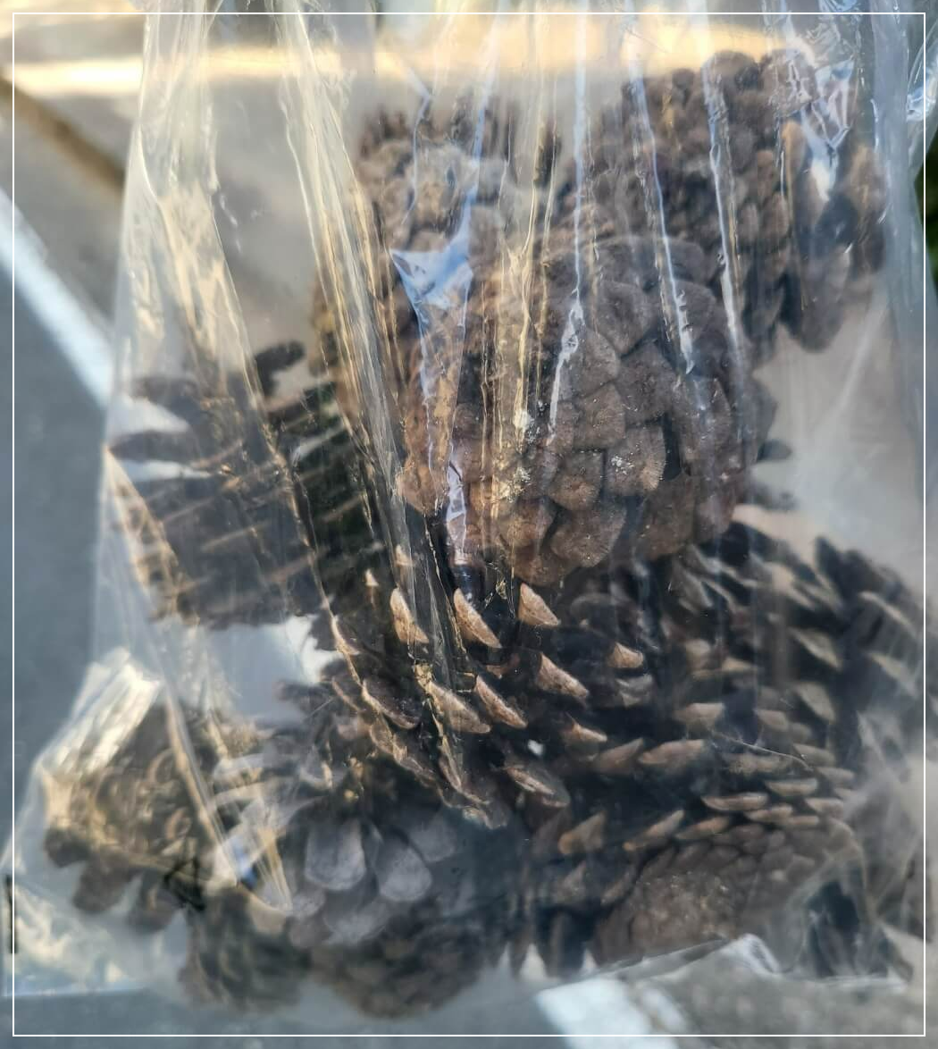 비닐봉지속에 들어있는 솔방울들