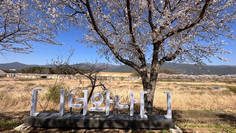 벚꽃축제 / 전라도 벚꽃축제 BEST 5/ 벚꽃명소