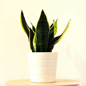 실내에서-키우기-쉬운-식물-산세비에리아