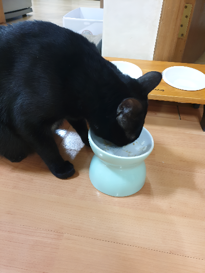고양이 물 마시게 하는 방법, 음수 습관과 물그릇 관리