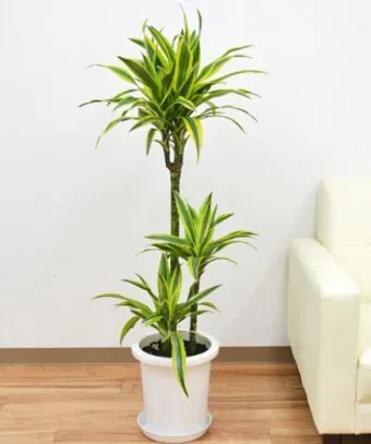 물없이 잘 자라는 실내 식물 추천_2