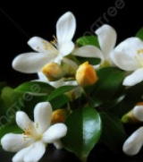 늘어지는 자스민 키우는 법