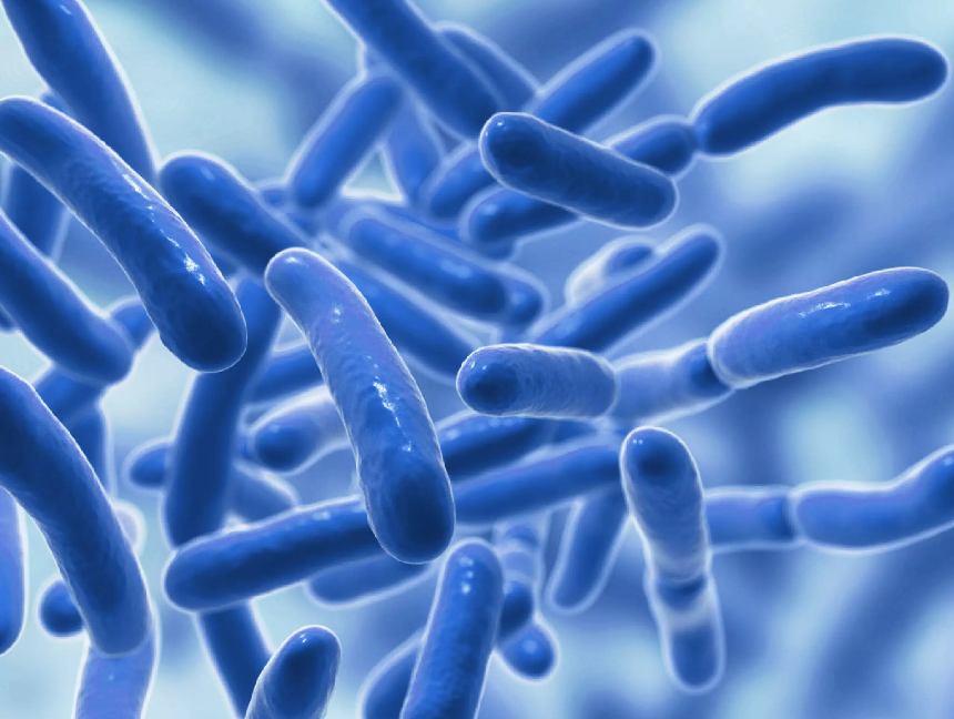 2025년 프로바이오틱스 유산균 추천! 장 건강을 위한 베스트 제품