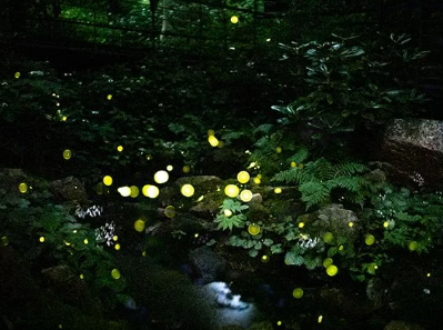 2025 화담숲 반딧불이 축제 예약 총정리