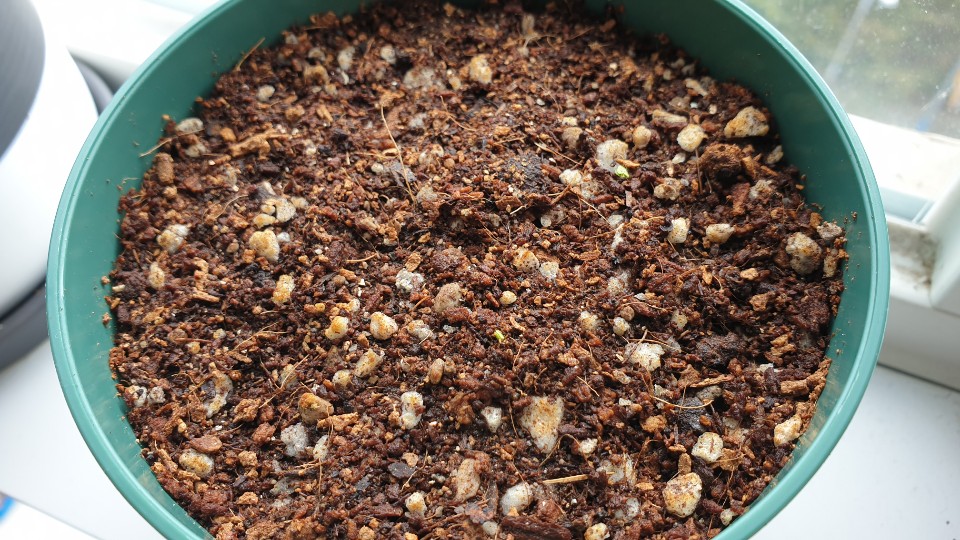 싹이 트기 시작하는 스위트바질