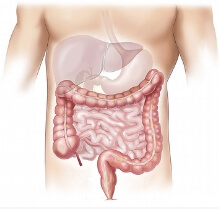 인간의-장기-대장