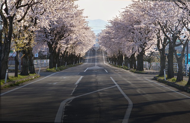 벚꽃길