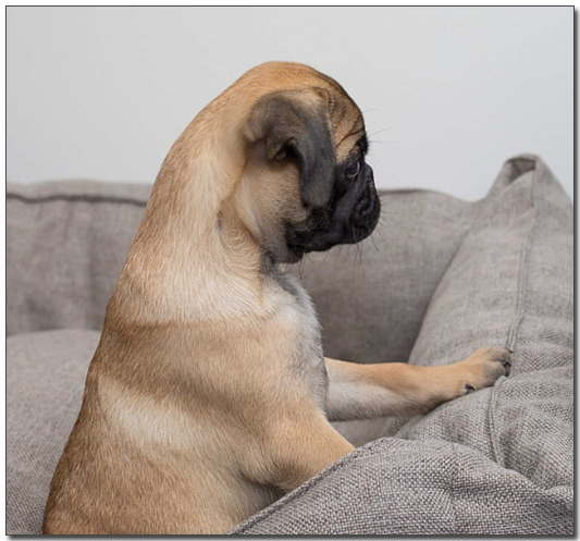 ์ผํ์์ ๋ณด๊ณ ์๋ ํผ๊ทธ