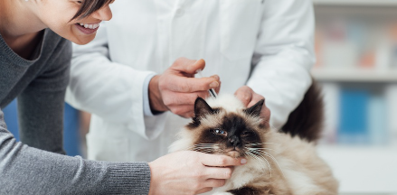 주사 맞는 고양이와 격려하는 주인.