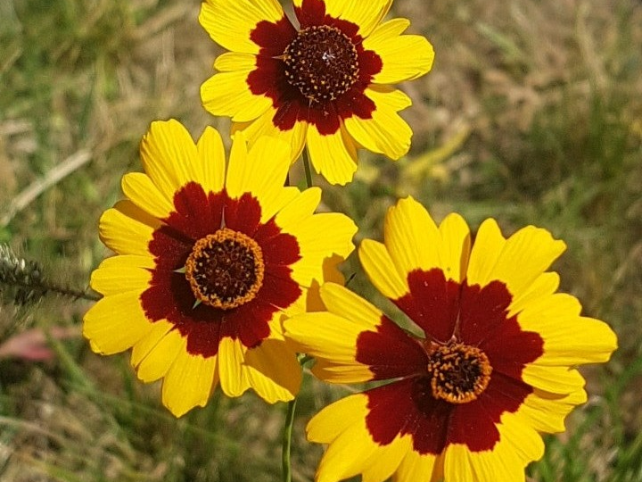 기생초 재배법 (꽃말과 유래, 파종시기, 관리요령)