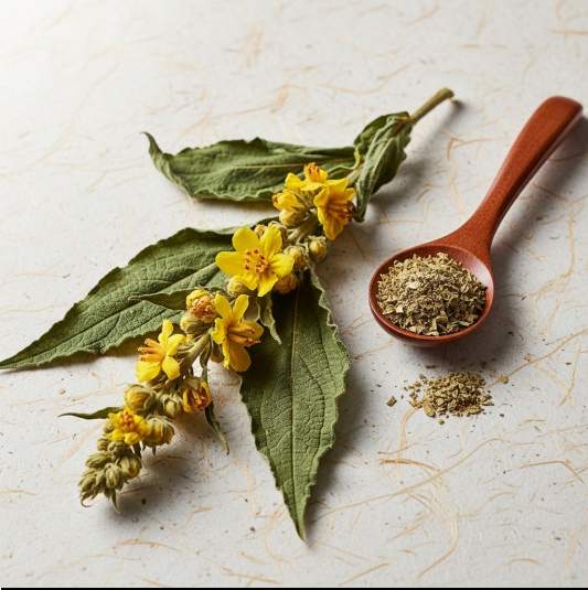 만성 기침과 기관지염에 좋은 뮬린차 효능 및 부작용