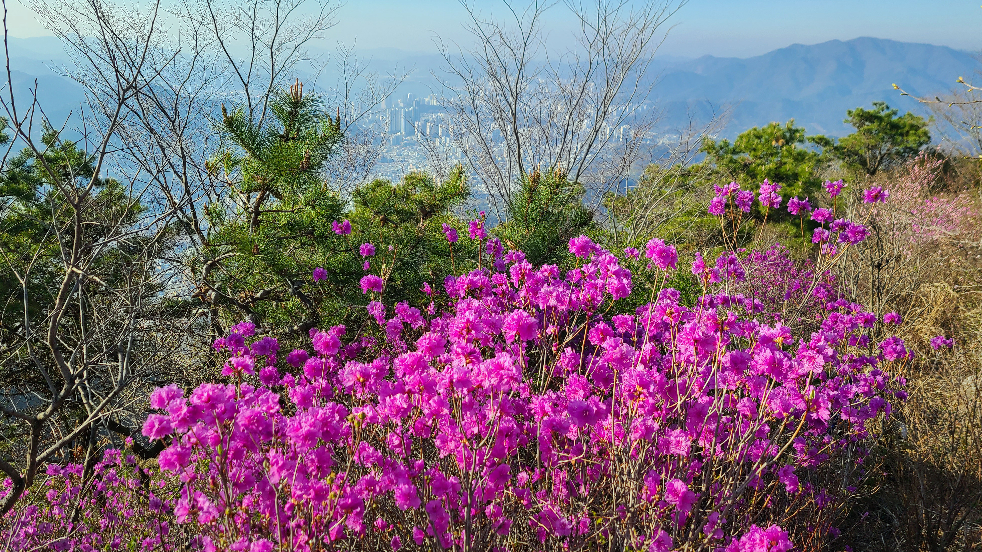창원 천주산 진달래꽃 축제
