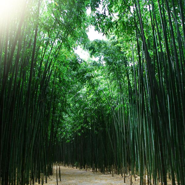 아홉산숲