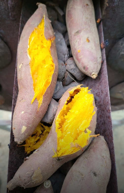 한국인의밥상-여주-고구마-줄기