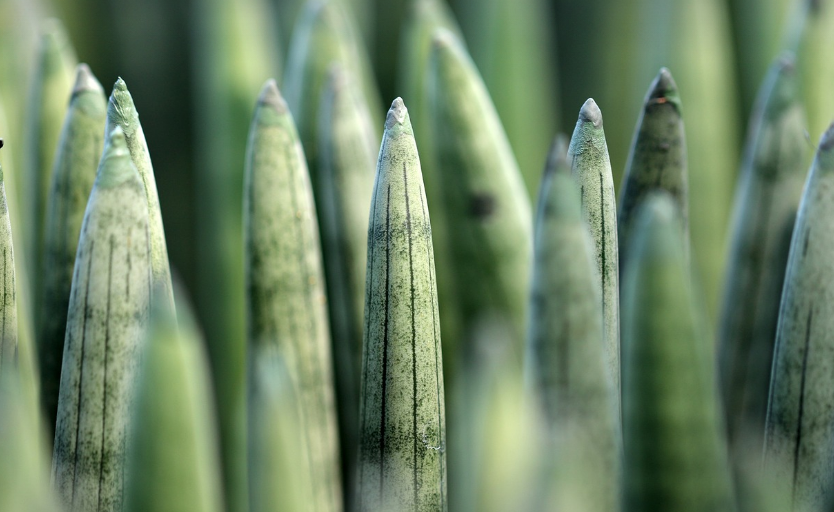 초보자에게 추천하는 반려식물