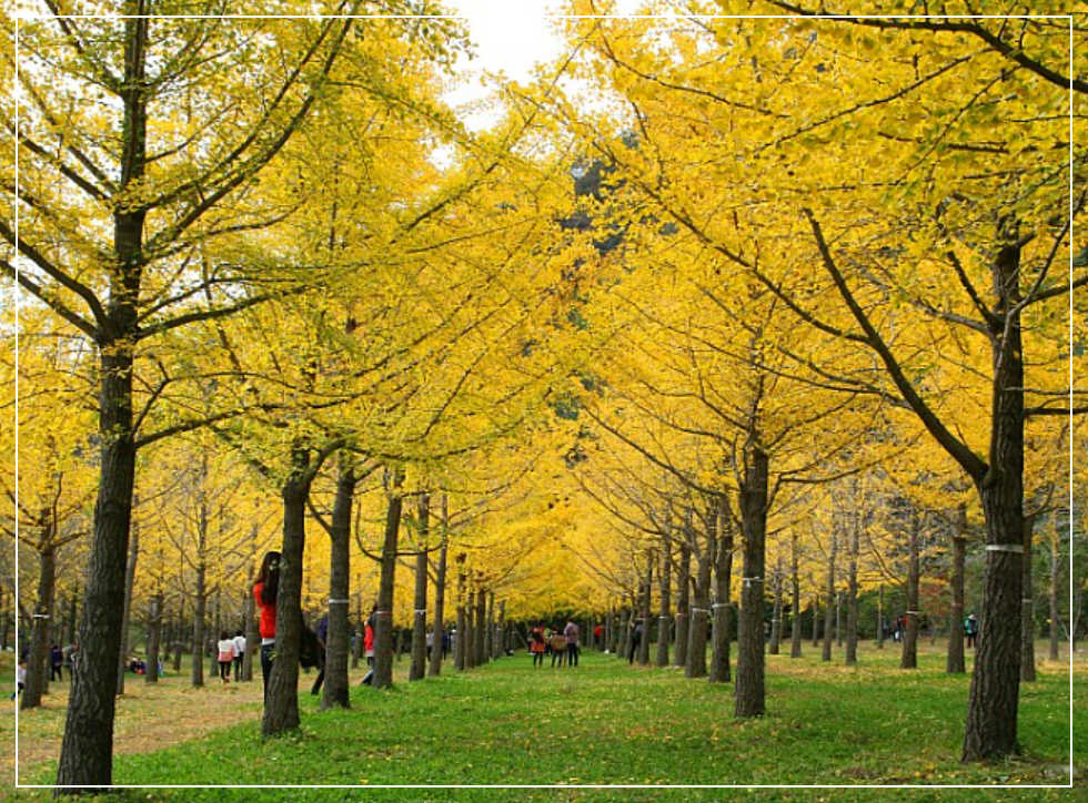 단풍-명소-은행나무숲